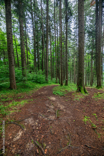 tourist route through a forest of old pines © czamfir