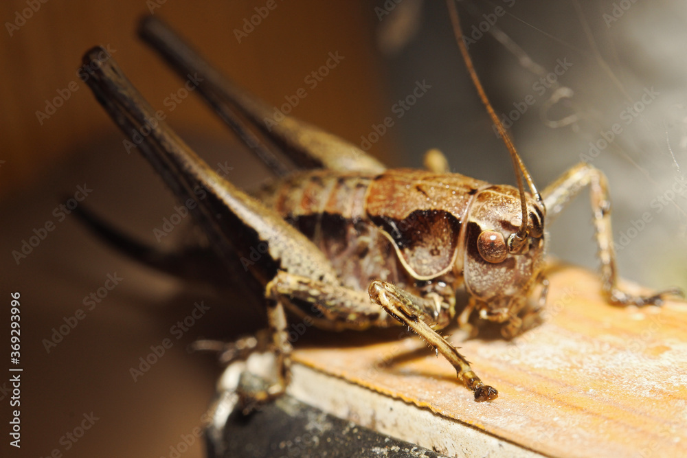 Naklejka premium close up of a grasshopper