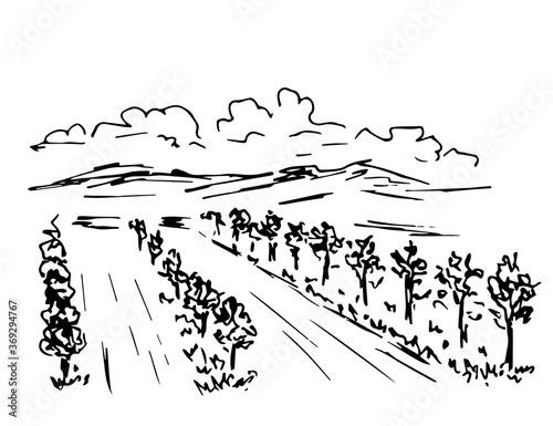 Hand-drawn simple ink vector drawing. Landscape, garden fruit trees, growing plants. Vineyard, rows of bushes, mountains on the horizon, clouds. Nature, farming, agriculture. Organic products.