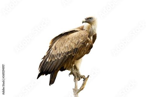 Griffon vulture  gyps fulvus  sitting on perch and looking behind over shoulder isolated on white. Bird of prey with long neck resting on a treetop cut out on blank in Rhodope Mountains  Bulgaria.