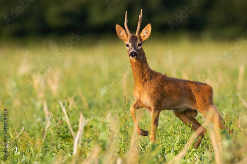 Dominant roe deer buck, capreolus capreolus, standing on stubble in summer nature. Magnificent wild animal looking on field in sunrise. Roebuck staring on meadow in morning sun.