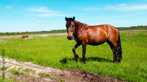 Brown horse portrait at the green grass field in summer. Dark, herbivore. © lunarts_studio