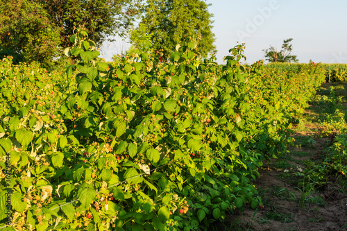 Raspberry farm at harvesting time. Raspberry bush