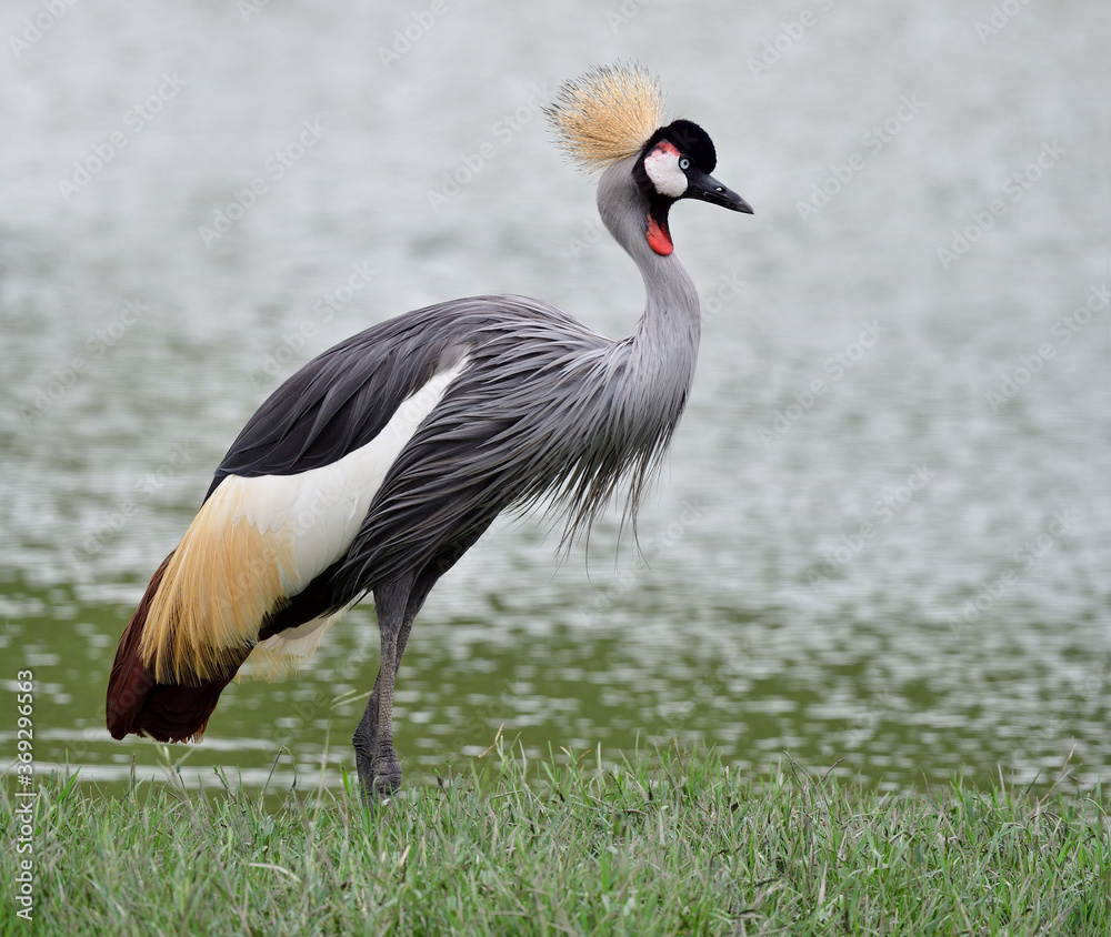 Naklejka premium Beautiful bird with golden crown on its head white face with red beard and grey feathers living on grass meadow beside lake
