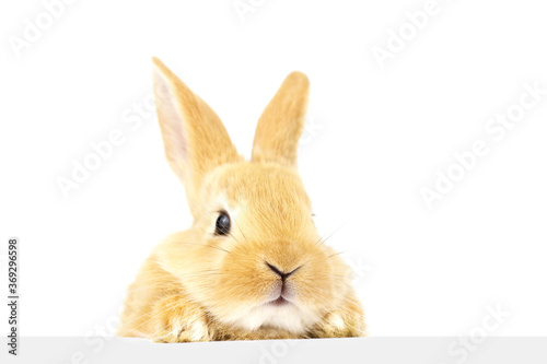 Fluffy rabbit looking out at the banner.