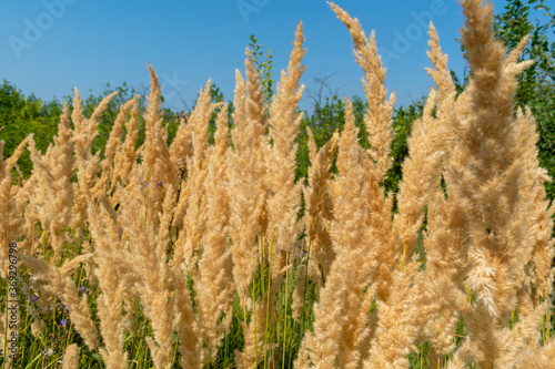 yellow fluffy Calamagrostis cane forest