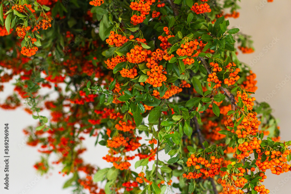 Rowan flowers bunch in close-up tree sorbus aucuparia edulis ornamental rowan berry mountain ash cityscape berries strong orange and green vitality bio economy agriculture health
