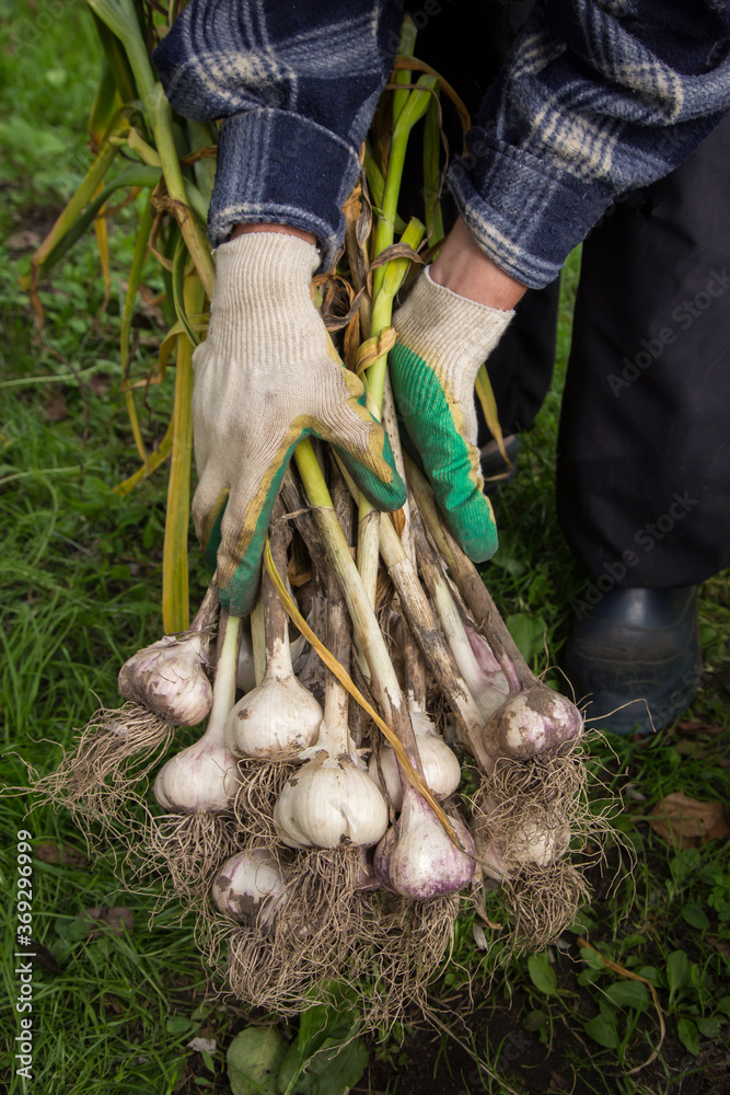 Bunch of fresh organic garlic harvest in farmer hands in garden