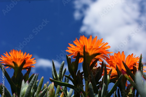 Beautiful flowers in the light of the midday sun with a charming blue sky photo