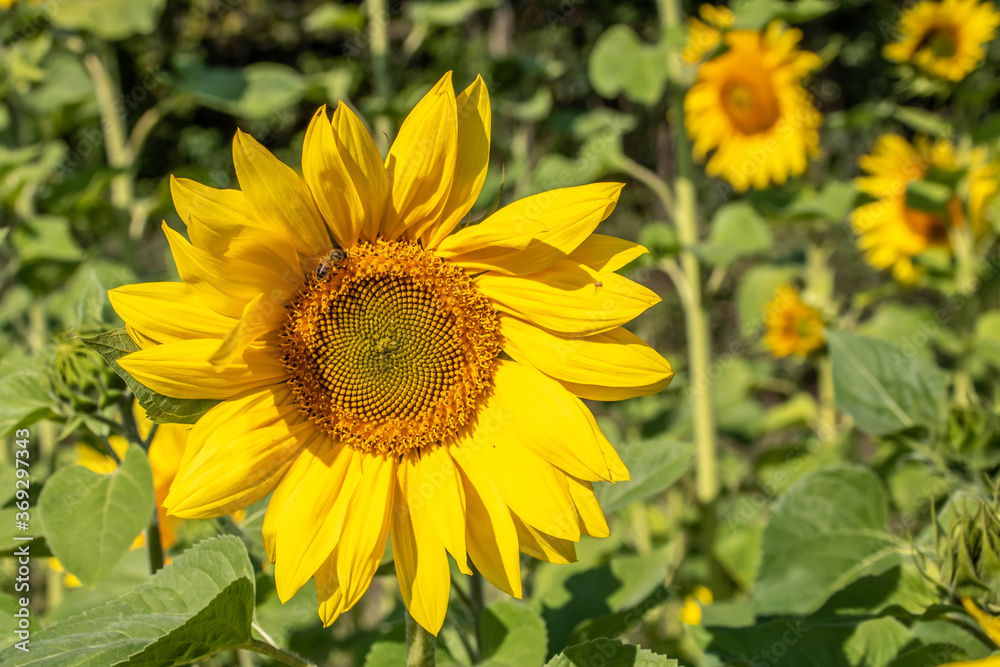 beautiful exotic sunflowers on a summers day