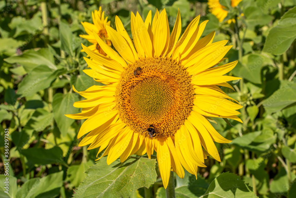 bumblebee collecting nectar from a sunflower
bumblebee collecting nectar from a sunflower