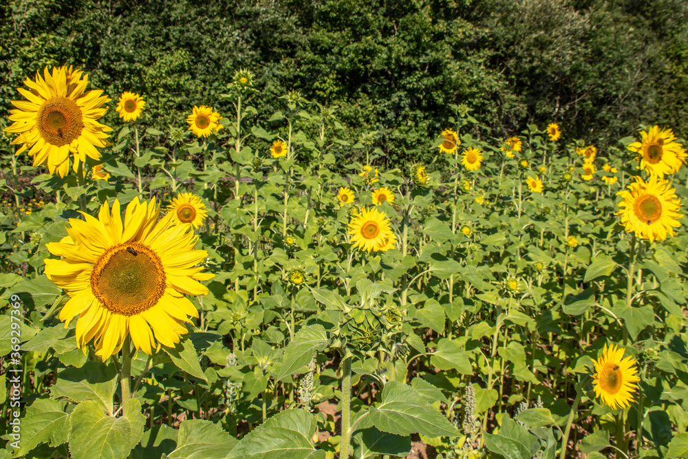 Fototapeta premium bright cheery sunflowers on a summers day