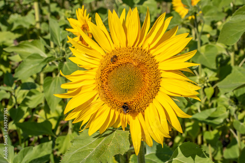 bumblebee collecting nectar from a sunflower 