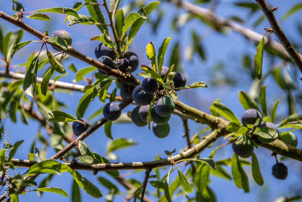 sloe berries ripening in the summer sunshine sloe berries ripening in the summer sunshine