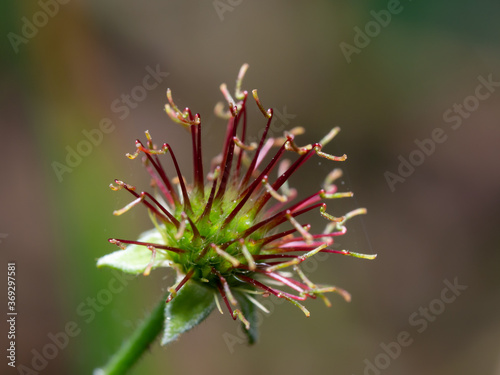 Close-up of St. Benedict's herb or colewort fruit. Geum urbanum. Isolated fruit of healing herb called also wood avens or herb Bennet. Blurred background, shallow depth of field.