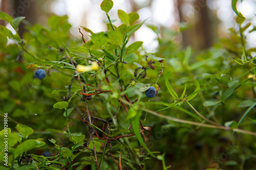 Blueberries on a twig in the grass in a meadow