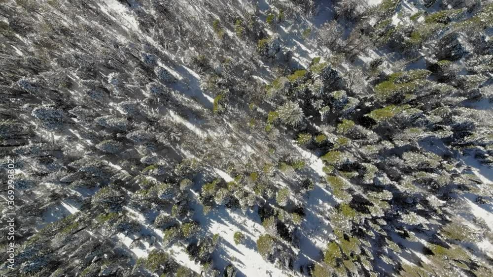 Aerial flyover of snow covered alpine forest in winter in California