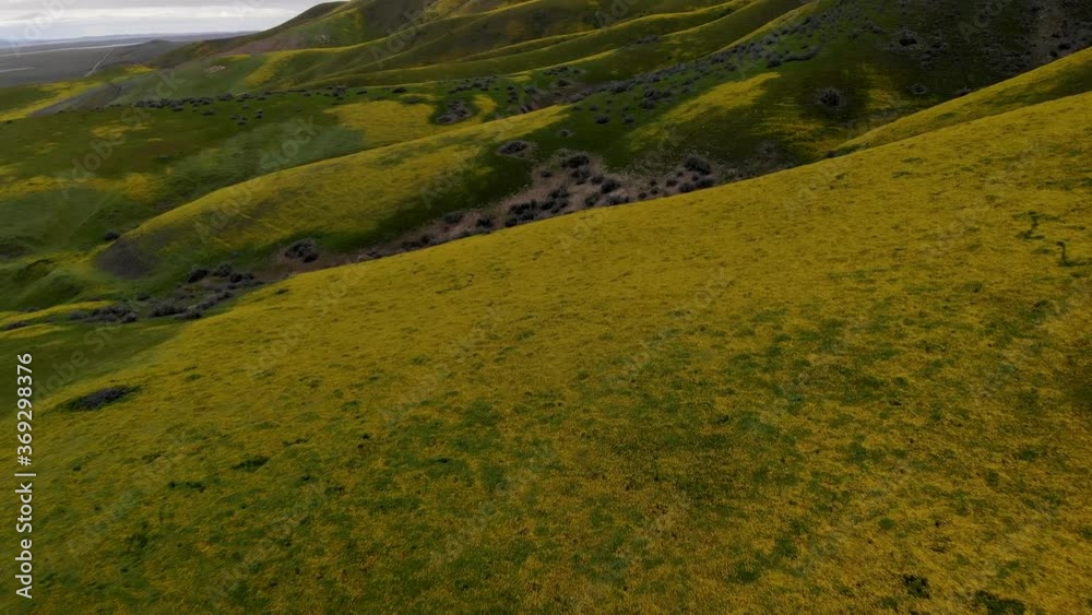 Aerial flyover of massive field of wildflowers during super bloom in Central California