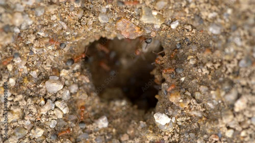 Macro overview of fire ant nest at Mojave Desert in California Macro overview of fire ant nest at Mojave Desert in California
