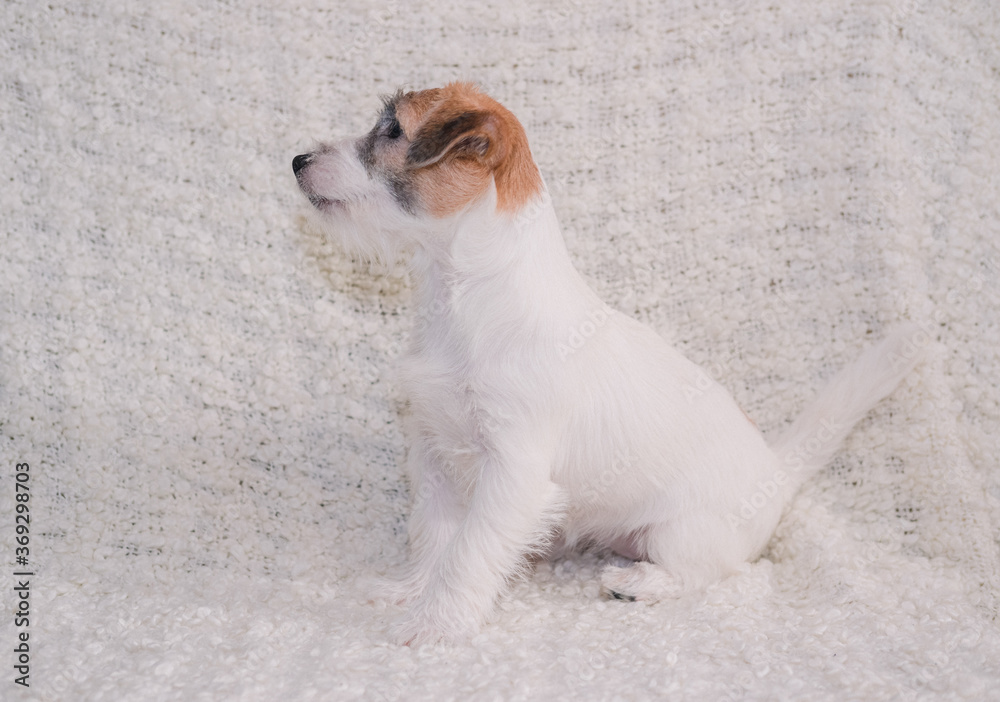 Bearded jack russell terrier 2025