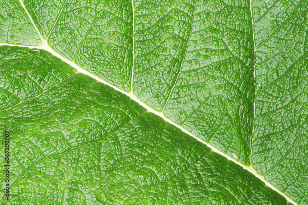 Obraz premium Green leaf texture. Natural enviroment vibrant background. Plant macro veins pattern. Vibrant color nature eco pattern. Leaf vein structure background. Wild growing Burdock plant foliage backdrop.