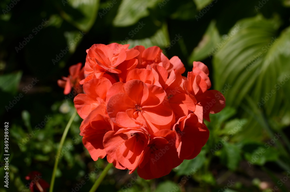 red pelargonium flowers. red pelargonium flowers.