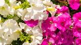 white and pink geraniums. background