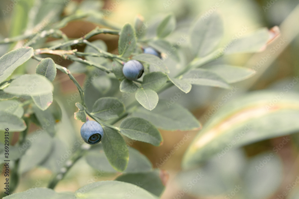 blueberries on a bush in September day blueberries on a bush in September day