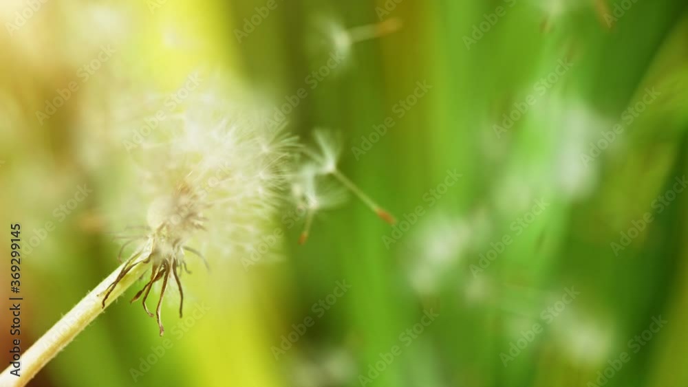 Macro Shot of Dandelion being blown in super slow motion. Filmed on high speed cinematic camera at 1000 fps. Macro Shot of Dandelion being blown in super slow motion. Filmed on high speed cinematic camera at 1000 fps.