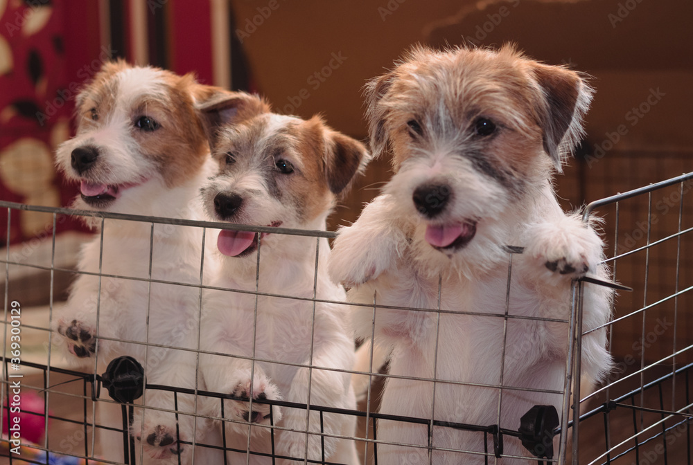 Plakken parallel idioom Three small adorable puppies of a Wirehaired Jack Russell Terrier. English  hunting dog breed. Kennel of medium-sized companion dogs. Stock 写真 | Adobe  Stock