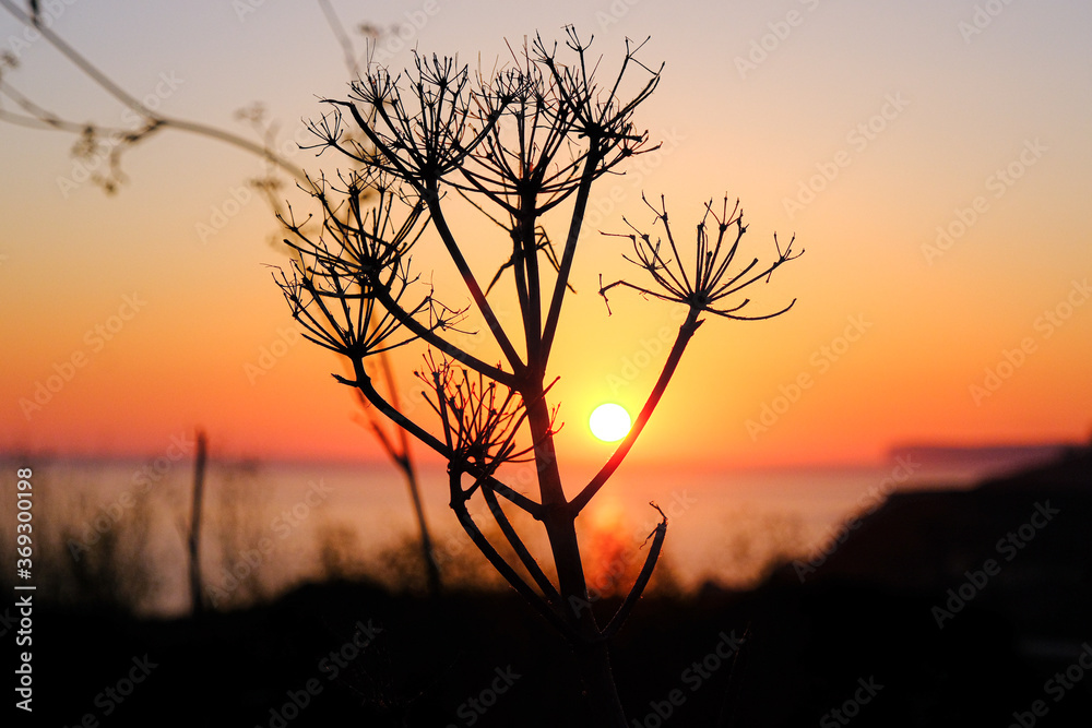 Silhouette of a small tree Silhouette of a small tree