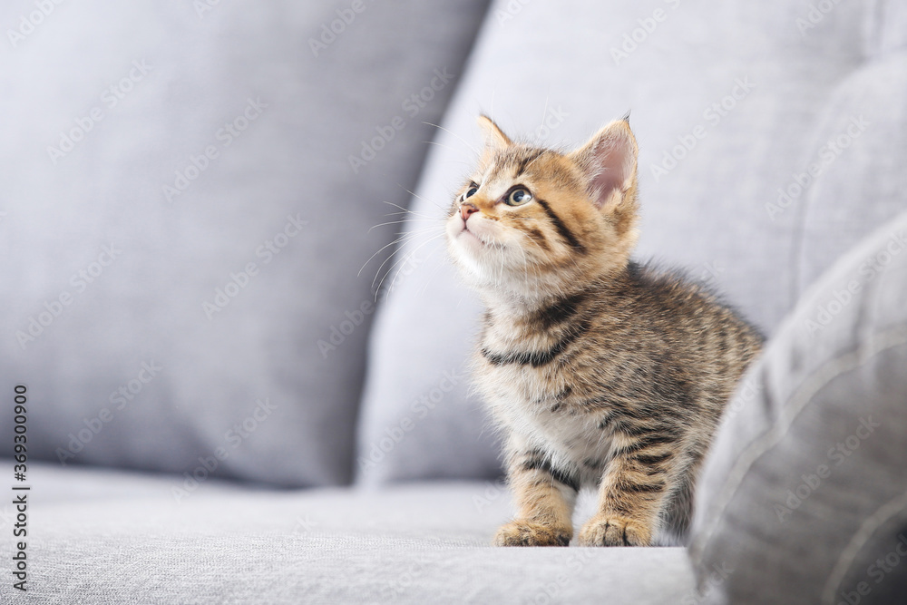 Beautiful kitten sitting on gray sofa