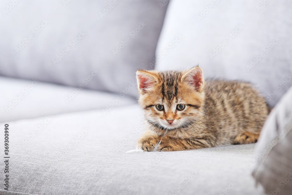Beautiful kitten on gray sofa