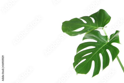 Green tropical monstera leafs isolated on white background