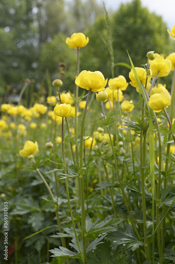 Fototapeta premium Closeup Trollius europaeus known as globeflower with blurred background in spring garden