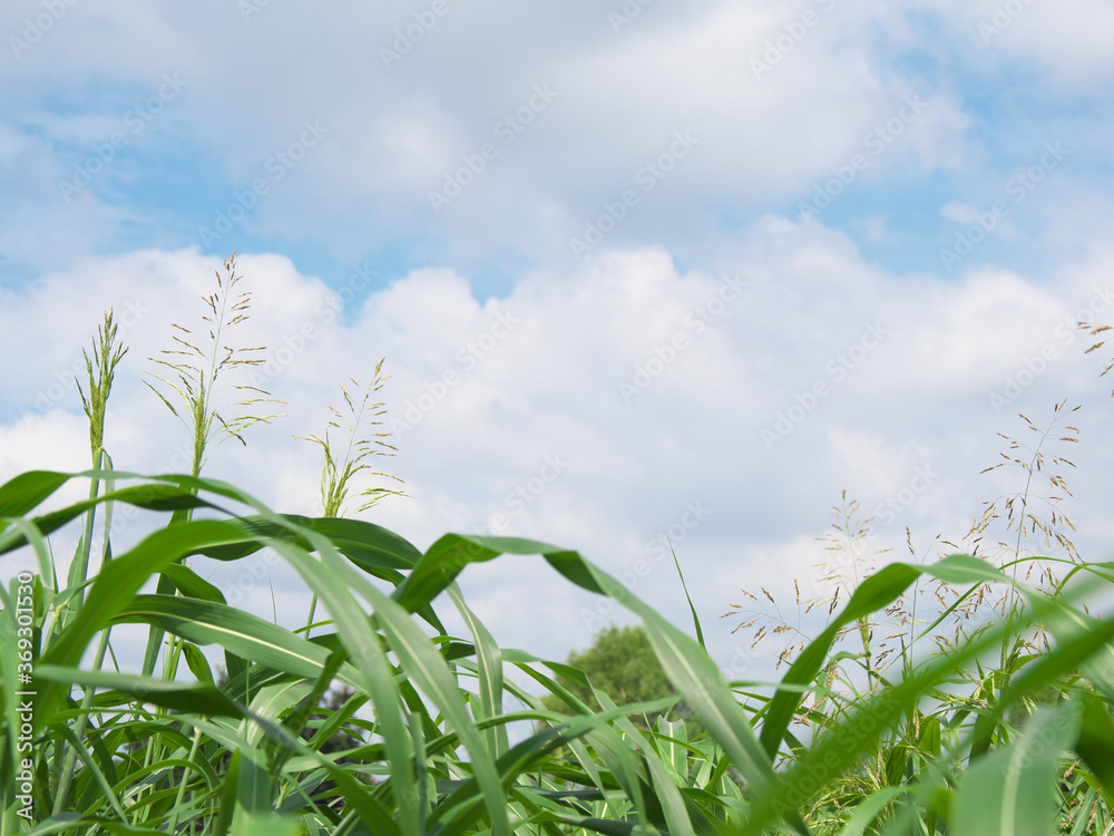 Obraz premium 草原と青空に浮かぶ雲
