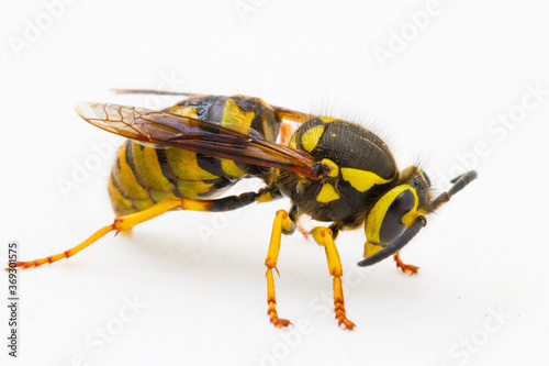 A closeup of a yellowjacket bee on a white background © Bob