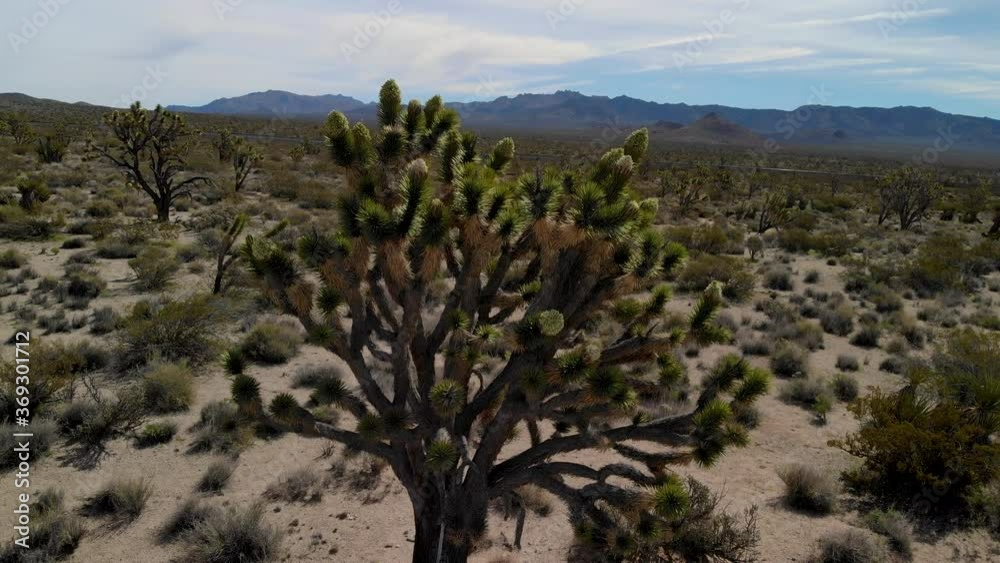 Cinematic aerial orbit shot of blooming Joshua Tree in Mojave National Preserve, California Cinematic aerial orbit shot of blooming Joshua Tree in Mojave National Preserve, California