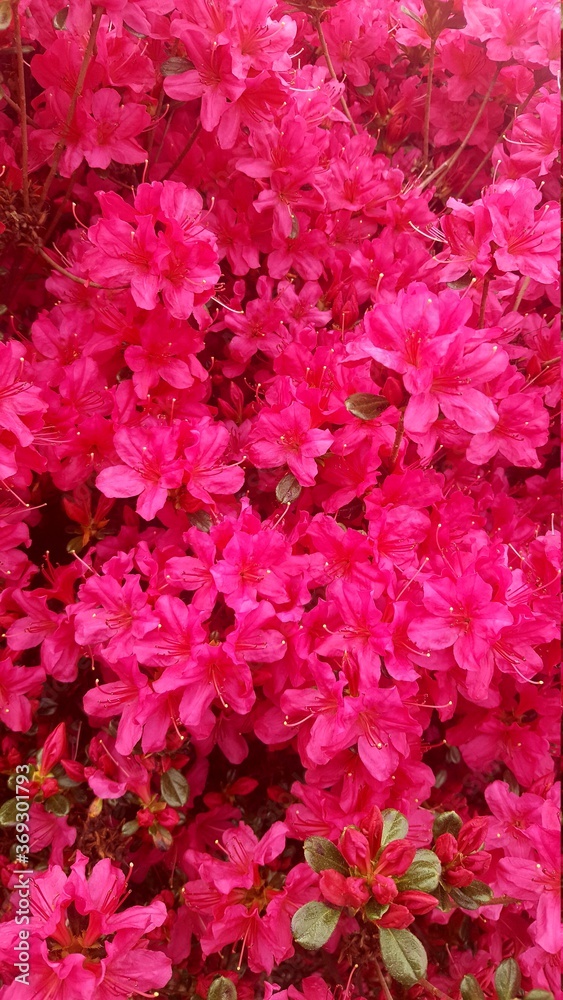 Azalea Daydreamer Azalea Daydreamer