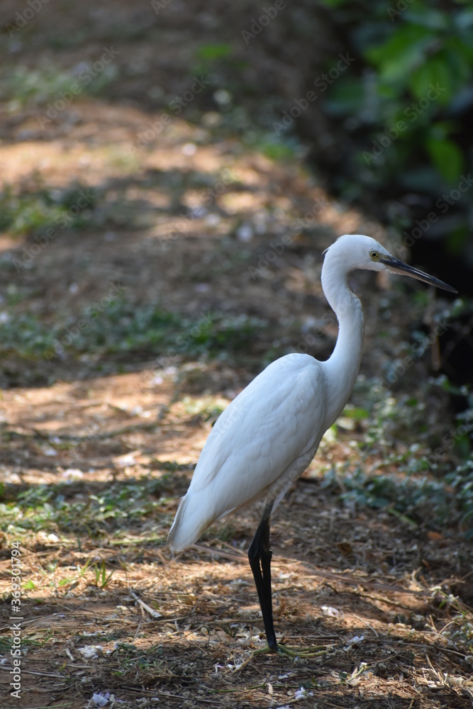Bird Bird
