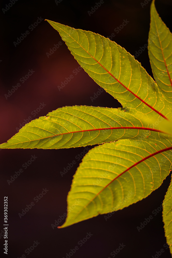 leaf on a dark background leaf on a dark background