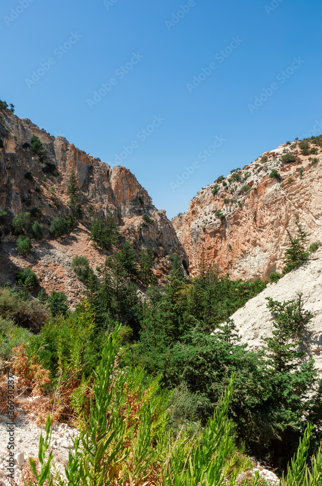 Canyon overgrown with coniferous forest in the mountains of Cyprus