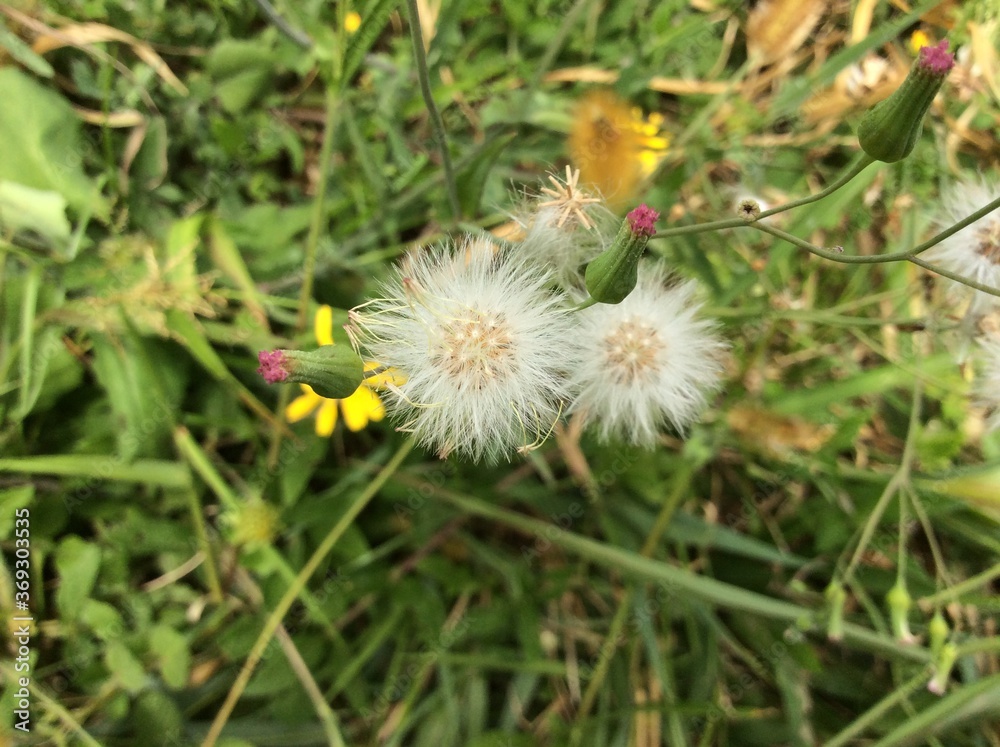 dandelion flower dandelion flower