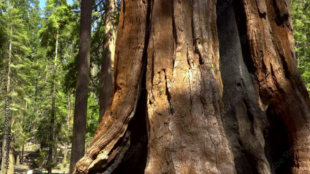 Cinematic tracking shot of Giant Sequoia in Mariposa Grove in Yosemite National Park, California Cinematic tracking shot of Giant Sequoia in Mariposa Grove in Yosemite National Park, California