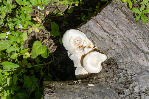 White with brown caps mushrooms from the Polyporaceae family. Lentinus tigrinus on the trunk of old apple tree. Edible mushrooms in natural habitat in garden. Place for your text. photo