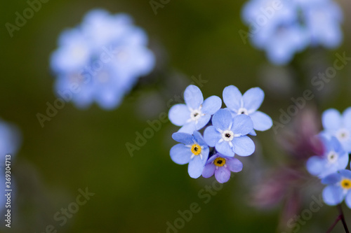 Wallpaper Mural flower Torontodigital.ca