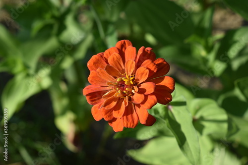 Fototapeta Naklejka Na Ścianę i Meble -  Orange flower on green background 