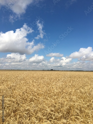 wheat field and blue sky