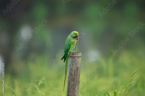 Rose Ringed parakeet having breakfast in mid of paddy field. Image captured from Kerala State in India. 