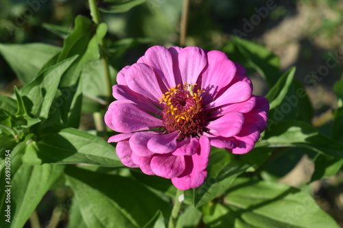 Pink flower in a fields